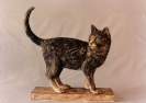 Il mio gatto