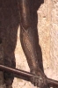 Particolare del 